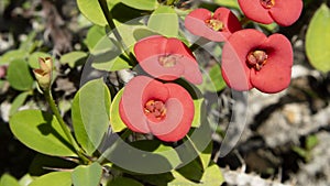 Euphorbia Milii, one of beautiful red flower with many thorn