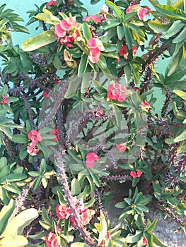 Euphorbia Milii or Pakis Giwang in the Garden