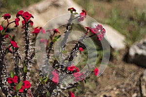 Euphorbia Milii, this plant is called \