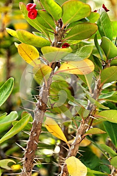 Euphorbia milii plant in the garden