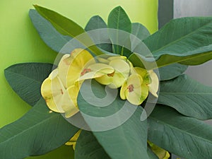 Euphorbia milii yellow green flowers closeups on closeups photo