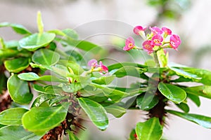 Euphorbia milii with red flowers in the rain