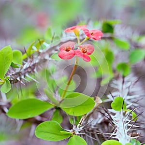 Euphorbia milii shrub, perennial plant, a succulent of family Euphorbiaceae photo