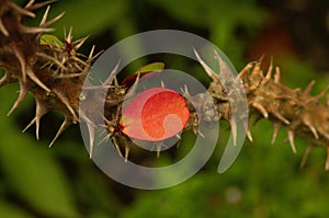 Euphorbia milii with single red leaf in shallow focus