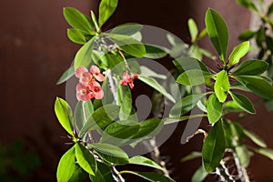 Euphorbia milii or thorny Christ green plant with red flowers