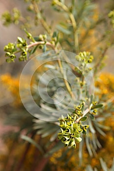 Euphorbia milky wild plant photo
