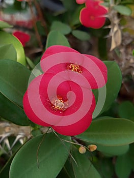 Euphorbia milli or commonly called Mahkota duri flower