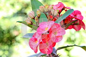 Euphorbia milli or Crown of Thorns flower on green leaf background