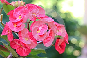 Euphorbia milli or Crown of Thorns flower on green leaf background