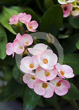 Euphorbia milli Desmoul flowers