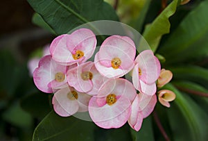 Euphorbia milli flowers