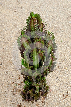 Euphorbia at Montjuic cactus garden at Barcfelona