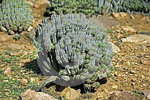 Euphorbia, Morocco