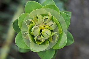 Euphorbia myrsinites, the myrtle spurge, blue spurge, or broad-leaved glaucous-spurge