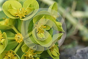 Euphorbia myrsinites, the myrtle spurge, blue spurge, or broad-leaved glaucous-spurge