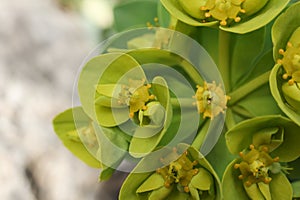 Euphorbia myrsinites, the myrtle spurge, blue spurge, or broad-leaved glaucous-spurge