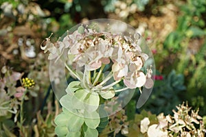 Euphorbia myrsinites, the myrtle spurge, blue spurge, or broad-leaved glaucous-spurge, is a succulent species of flowering plant.