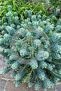 Euphorbia myrsinites Myrtle Spurge, Donkey Tail