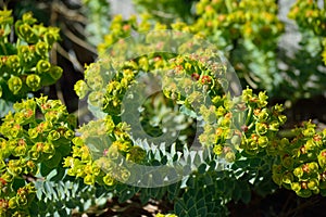 Euphorbia myrsinites - Myrtle Spurge or Donkeytail Spurge flower clusters detail