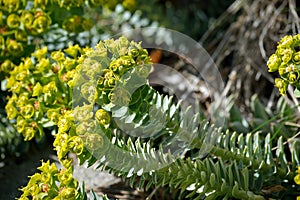 Euphorbia myrsinites - Myrtle Spurge or Donkeytail Spurge flowers and stem and leaves closeup