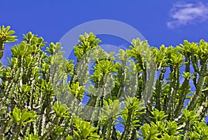 Euphorbia neriifolia L. (E. ligularia Roxb.) Mescal Tree