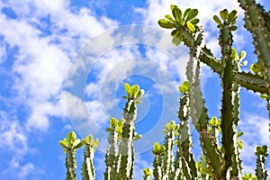 Euphorbia neriifolia L. (E. ligularia Roxb.) Mescal Tree photo