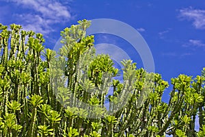 Euphorbia neriifolia L. (E. ligularia Roxb.) Mescal Tree