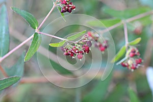 Euphorbia nutans ( Euphorbia maculata ) flowers. Euphorbiaceae annual poisonous plant.