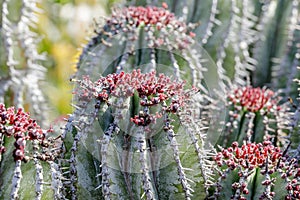 Euphorbia officinarum Close-up photo