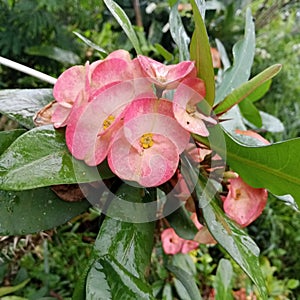 Euphorbia is one of the largest genera of flowering plants which has 2,420 species. Many types of flowers from this genus