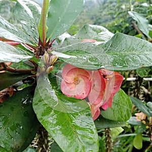 Euphorbia is one of the largest genera of flowering plants which has 2,420 species. Many types of flowers from this genus