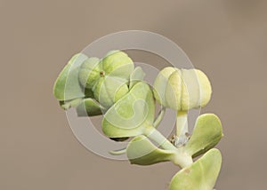 Euphorbia paralias the sea spurge small green colored plant growing in the sand of the dunes with small green leaves on sandy