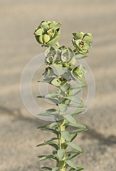 Euphorbia paralias the sea spurge small green colored plant growing in the sand of the dunes with small green leaves on sandy