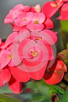 Euphorbia pink red flowers, crown of thorns, Christ plant Coronita lui Iisus