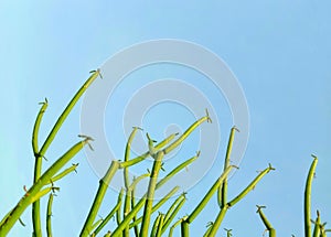 Euphorbia plant, in Indonesia known as "patah tulang" isolated against a bright blue sky background. photo