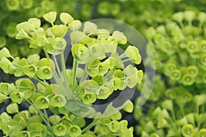 Euphorbia plants photo