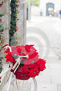 Euphorbia pulcherrima, commonly known as poinsettia.