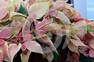 Euphorbia pulcherrima `Pink`,