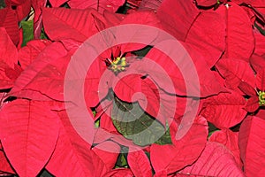 Euphorbia pulcherrima `Red`