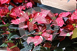 Euphorbia pulcherrima `Red Glitter`