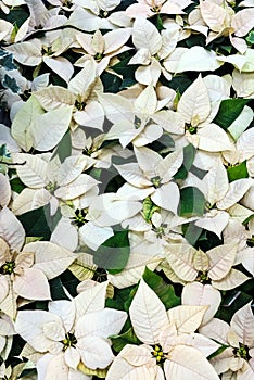 Euphorbia Pulcherrima white photo