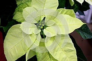 Euphorbia pulcherrima `Yellow Snow`