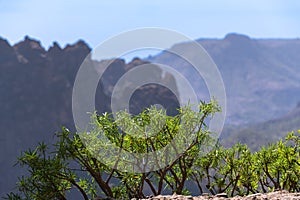 Euphorbia Regis-Jubae Growing At The Cliffs photo