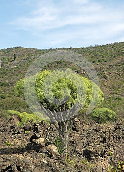 Euphorbia regis-jubae photo