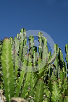 Euphorbia resinifera cactus with blue sky photo