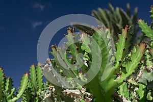Euphorbia resinifera cactus with blue sky photo