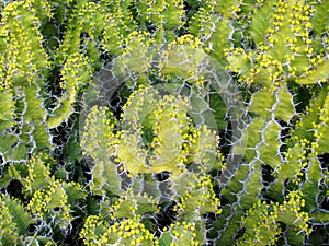 Euphorbia resinifera cactus with flowers photo