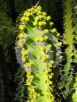 Euphorbia resinifera cactus with flowers closeup photo