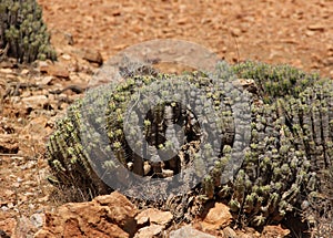 Euphorbia resinifera photo