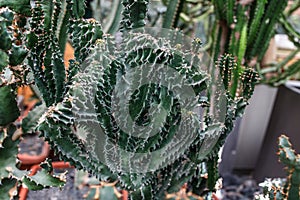 Euphorbia resinifera, the resin spurge, cactus native to Morocco photo